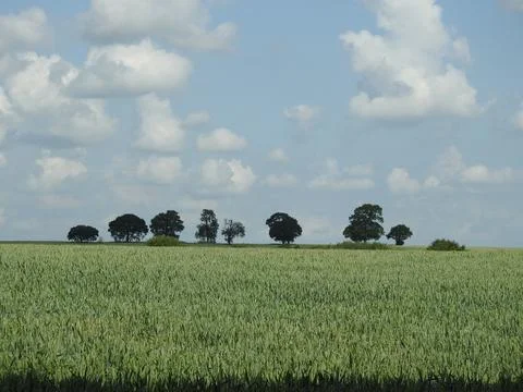 Tree line over a wheat field Stock Photos