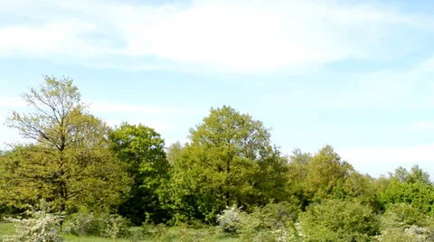 Tree line panorama with bushes Stock Footage 37736925