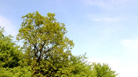 Tree line panorama with bushes Stock Footage 37736948