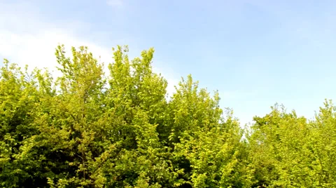 Tree line panorama Stock Footage 37736902