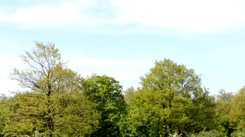 Tree line panorama Stock Footage 37736997