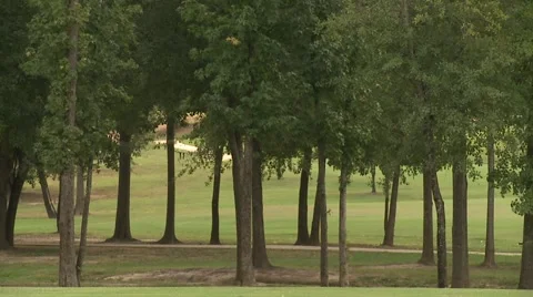 Tree line in park Stock Footage 922462