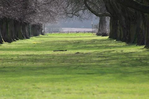 Tree line in park Stock Photos