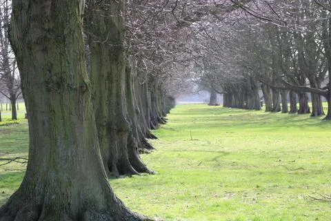 Tree line in park Stock Photos