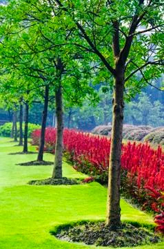 Tree line Foto stock