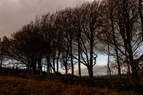 Tree Line Stockfoto's