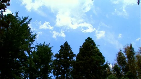 Tree line with slow moving clouds in blue sky Stock Footage 86924339