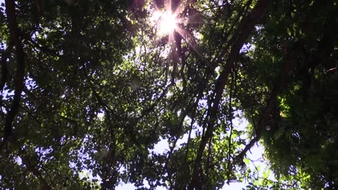 Tree line tilt pan across high sun Stock Footage 156258649