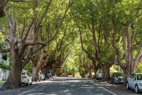 Tree-lined Abbott Street in New Farm, Brisbane. Stock-Fotos