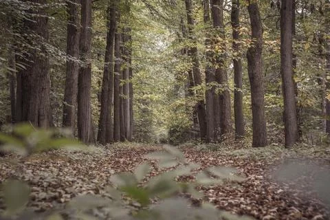 Tree-lined and autumn colored avenue in Mastenbos forest in Kapellen, Belgium Stock Photos