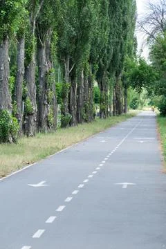Tree lined asphalt bicycle path with perspective view 스톡 사진