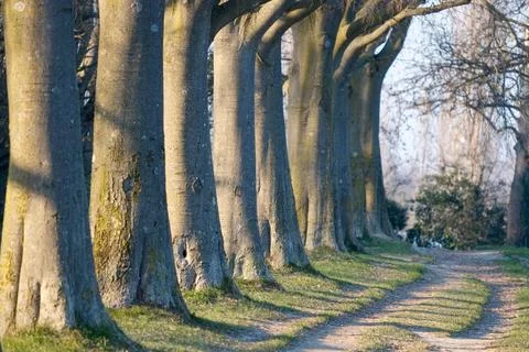 Tree-lined avenue. Branches. Trees in a row Stock Photos