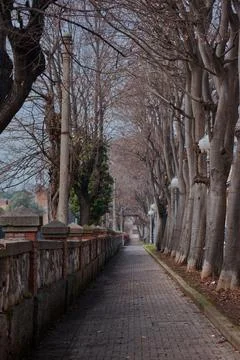 A tree-lined avenue in the city of Pisa. Stock Photos
