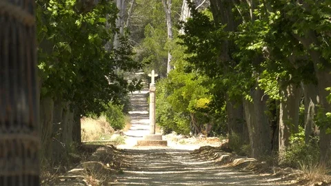 Tree-lined Avenue With Cross Monument Religious Background Stock Footage 117415860