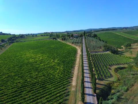 Tree lined avenue  drone view Stock Photos