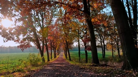 Tree-lined avenue during the golden hour Stock Footage 313809348