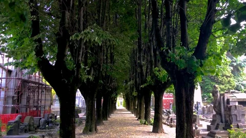 Tree-lined avenue during a sunny day Video stock 90528297
