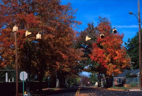 Tree-lined avenue in the fall with traffic lights Stock Photos