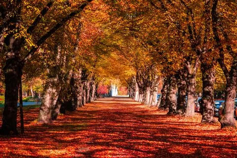 Tree lined avenue forms a glowing autumn tunnel toward a building Fotos de archivo