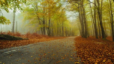 Tree lined avenue immersed in the fog Stock Footage 316684604