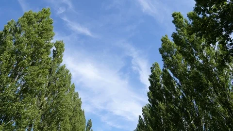 Tree-lined avenue inside the Dachau concentration camp Stock Footage 115272005