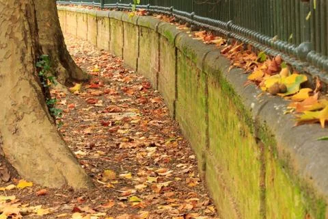 Tree-lined avenue with leaves Stock Photos