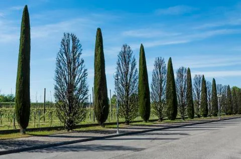 Tree lined avenue Stock Photos