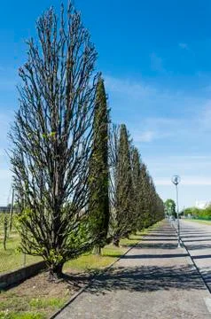 Tree lined avenue Stock Photos
