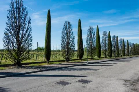 Tree lined avenue Stock Photos