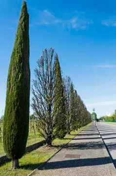 Tree lined avenue Stock Photos