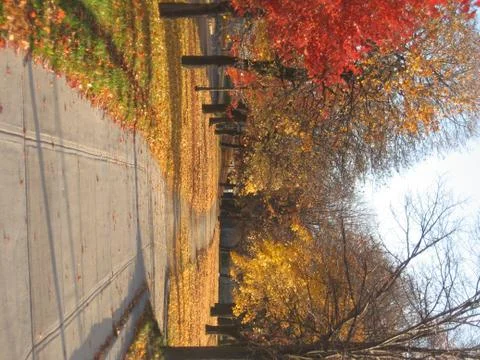 Tree lined avenue Foto stock