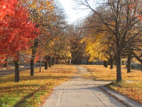 Tree lined avenue Stock Photos