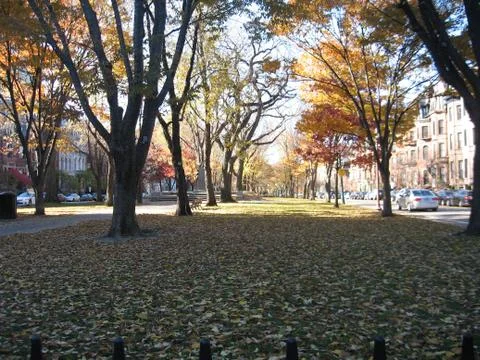 Tree lined avenue Stock Photos