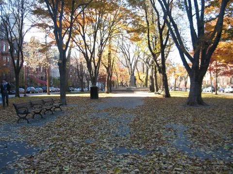 Tree lined avenue Foto stock