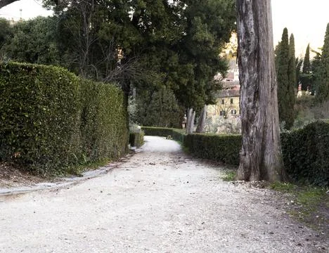 Tree-lined avenue Stock Photos