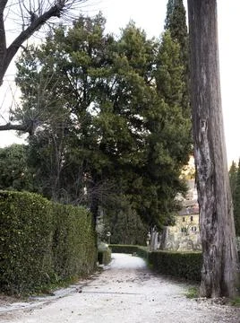 Tree-lined avenue Stock Photos