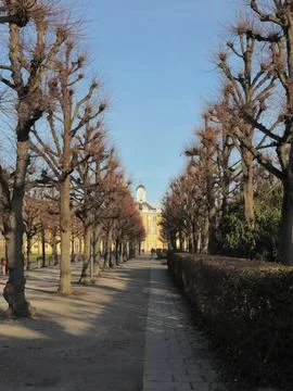 Tree-lined avenue with pollarded trees and palace in perspective Foto stock