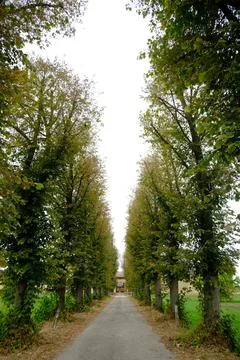 Tree-lined avenue with row of trees. Stock Photos