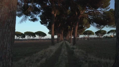 Tree-lined avenue shot with drone 스톡 동영상 183335177