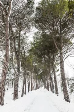 Tree-lined avenue with snow Stock Photos