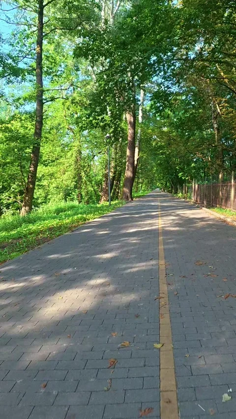 Tree lined bike path stretching through urban park pathway during day Stock Footage 340360655