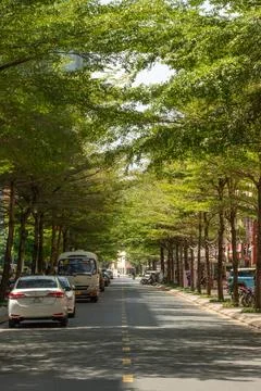 Tree Lined Boulevard with Dense Green Canopy in Sunset Town Phu Quoc Stock Photos