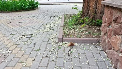 Tree Lined Brick Sidewalk with Spring Petals After Windy Weather Stock Footage 336942207