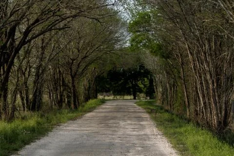 Tree lined canopy over Texas country road Stock Photos