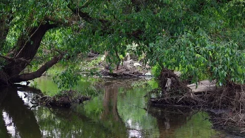 A tree-lined city river. There are debris and dirt left over from the spring  Stock Footage 89871136