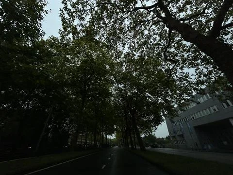 Tree lined city road beneath dense summer canopy with overcast sky, dark urban Stock Photos