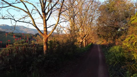 Tree lined country lane Stock Footage 248523269