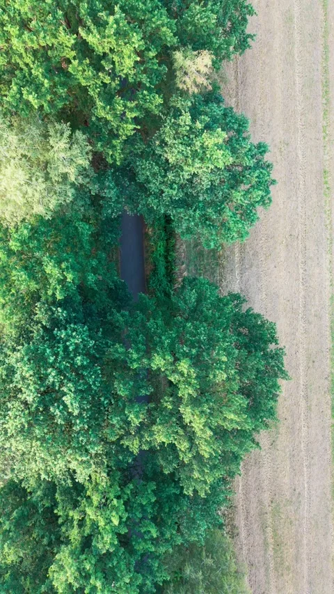 Tree-lined country road aerial descent rural Stock Footage 341865542
