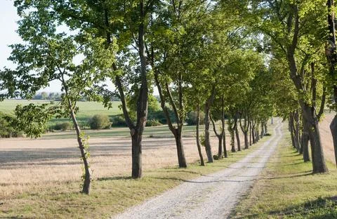 Tree-lined county road, Hungary Stock Photos