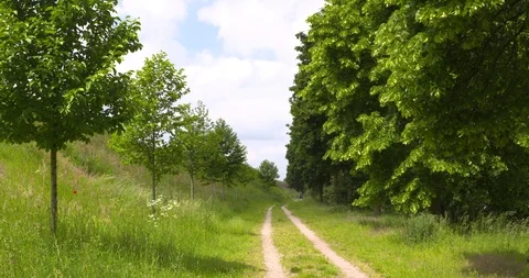 Tree lined dike + trackway. Dog walker in the distance Stock Footage 109155974